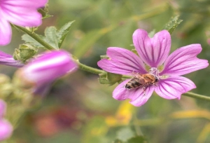 Sogar in dicht bebauten Stadtteilen Nürnbergs sind Lebensräume für Insekten häufig außerordentlich gut. Bildnachweis: Stadt Nürnberg / Baureferat / Friederike Herget