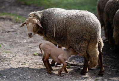 Bei den Mähnenspringern, auch Mähnenschafe genannt, sind in den letzten Wochen insgesamt sechs Jungtiere geboren. Das Foto wurde Mitte März aufgenommen. Bildnachweis: Thomas Hahn / Tiergarten Nürnberg