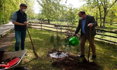 Schnizleins Mehlbeere für den Tiergarten