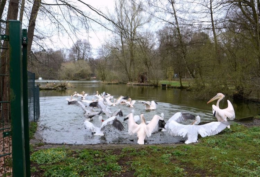 Die Pelikane haben ihr Winterquartier auf Gut Mittelbüg geräumt. Zurück im Tiergarten zieht es sie sofort ins Wasser der Weiheranlage.