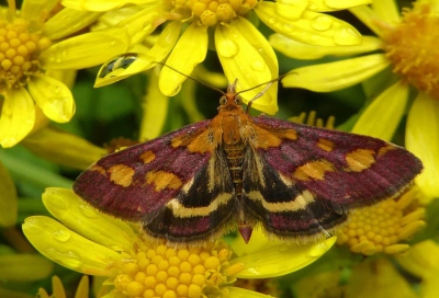 er purpurrote Zünsler. Foto: Dagmar Schnabel