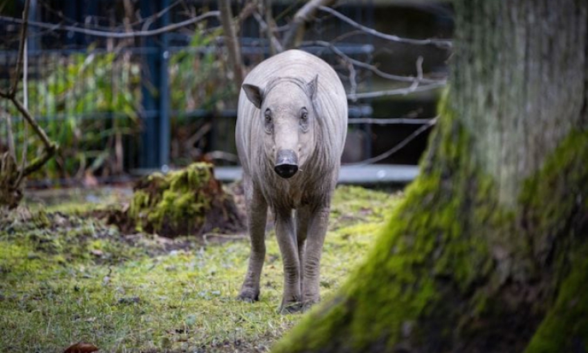 Afrikanische Schweinepest: Sorge um Hirscheber im Tiergarten