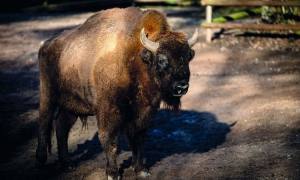 Tiergarten Nürnberg, Avrupa bizonu taşımacılığına dahil oldu