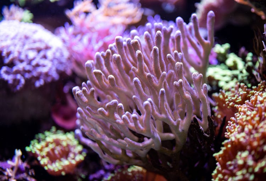 Wie Korallenriffe Küsten schützen: Prof. Dr. Wolfgang Kießling zu Gast im Tiergarten