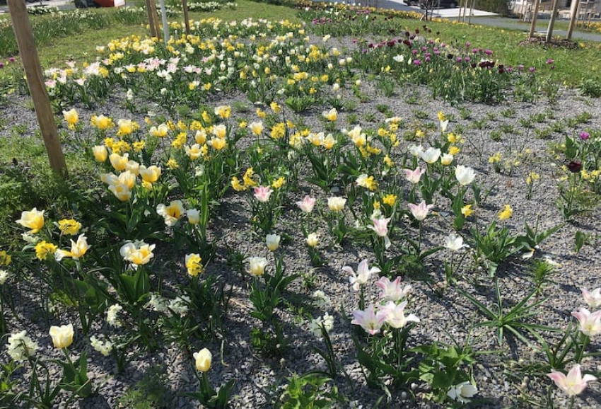 Tulpenblüte im Sinnesgarten Ende April 2022 Foto: Gartenamt / Bernd Rausch