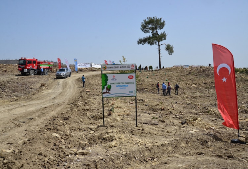 Gurbetçilerin bağışladığı 250 bin fidan Türkiye'de yanan ormanlık alanları yeşertecek