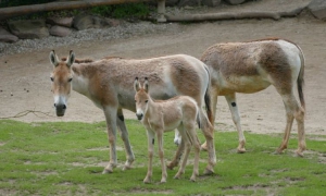 Pferdenachwuchs im Tiergarten