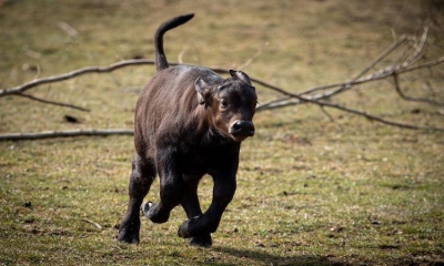 Nachwuchs bei bedrohten Säugetierarten im Tiergarten
