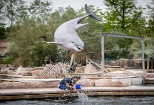 In der Delphinlagune finden wieder regelmäßig Präsentationen statt. Bildnachweis: Tiergarten Nürnberg / Thomas Hahn
