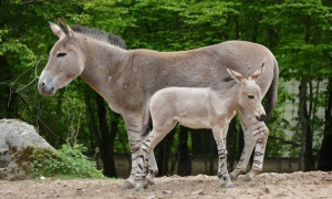 Pferdenachwuchs im Tiergarten