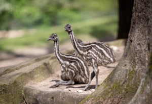 Charakteristisch für Emu-Küken ist ihr gestreiftes Gefieder, mit dem sie im hohen Gras gut getarnt sind. Nach etwa einem halben Jahr sind die Küken selbstständig und wagen die ersten Erkundungen allein. Tiergarten Nürnberg / Thomas Hahn