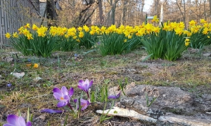 Frühlingserwachen im Tiergarten